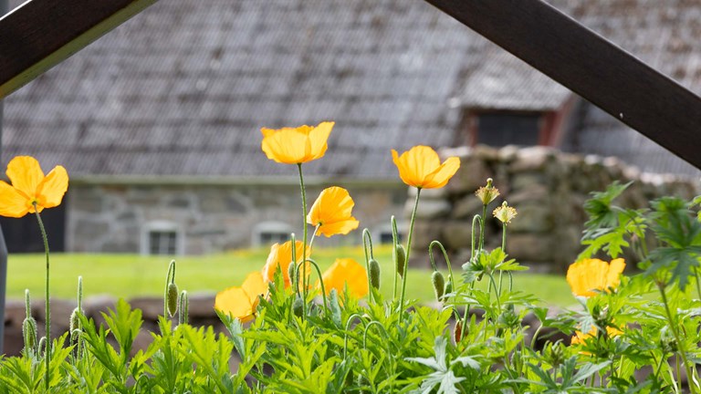 Blomster ved hus
