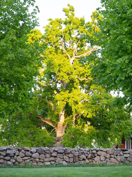 ikano_smaland-sommar.webp